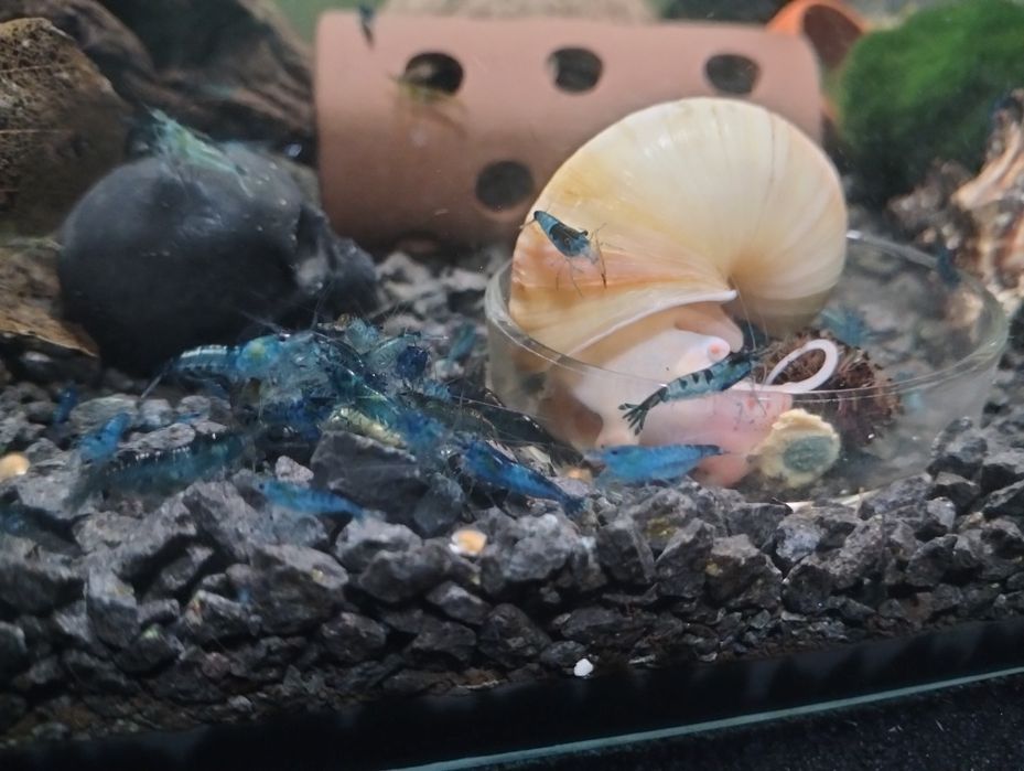 Krewetki neocaridina + jedzenie gratis