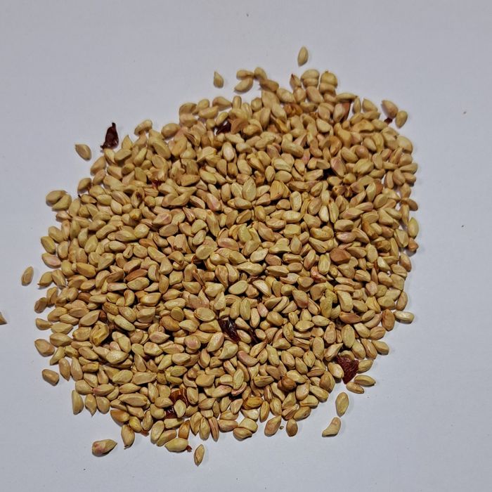 Pestka dzikiej róży