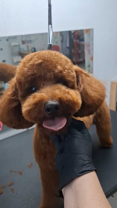 Грумінг домашніх тварин