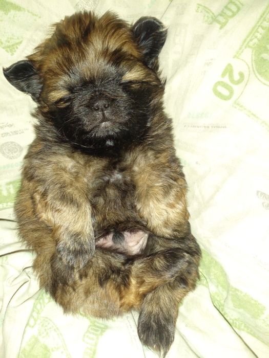 Цуценята ПЕКІНЕС готові до бронювання