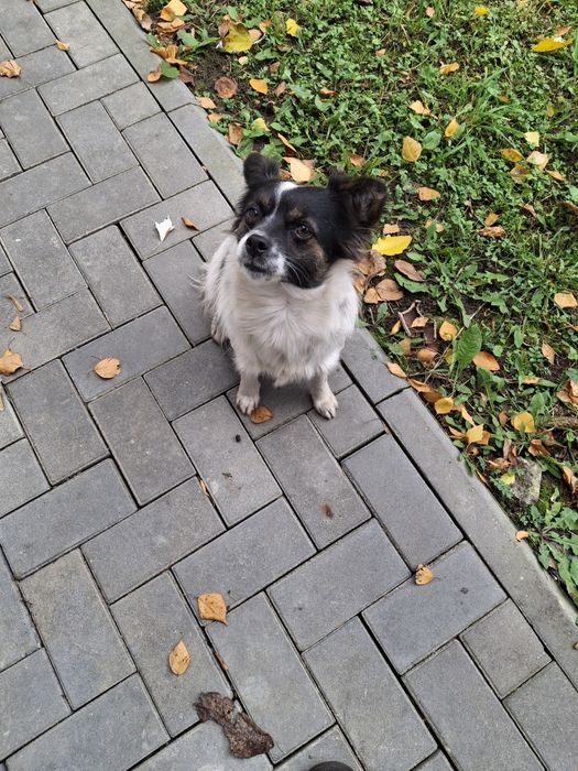 Шукає дім стерилізована собачка