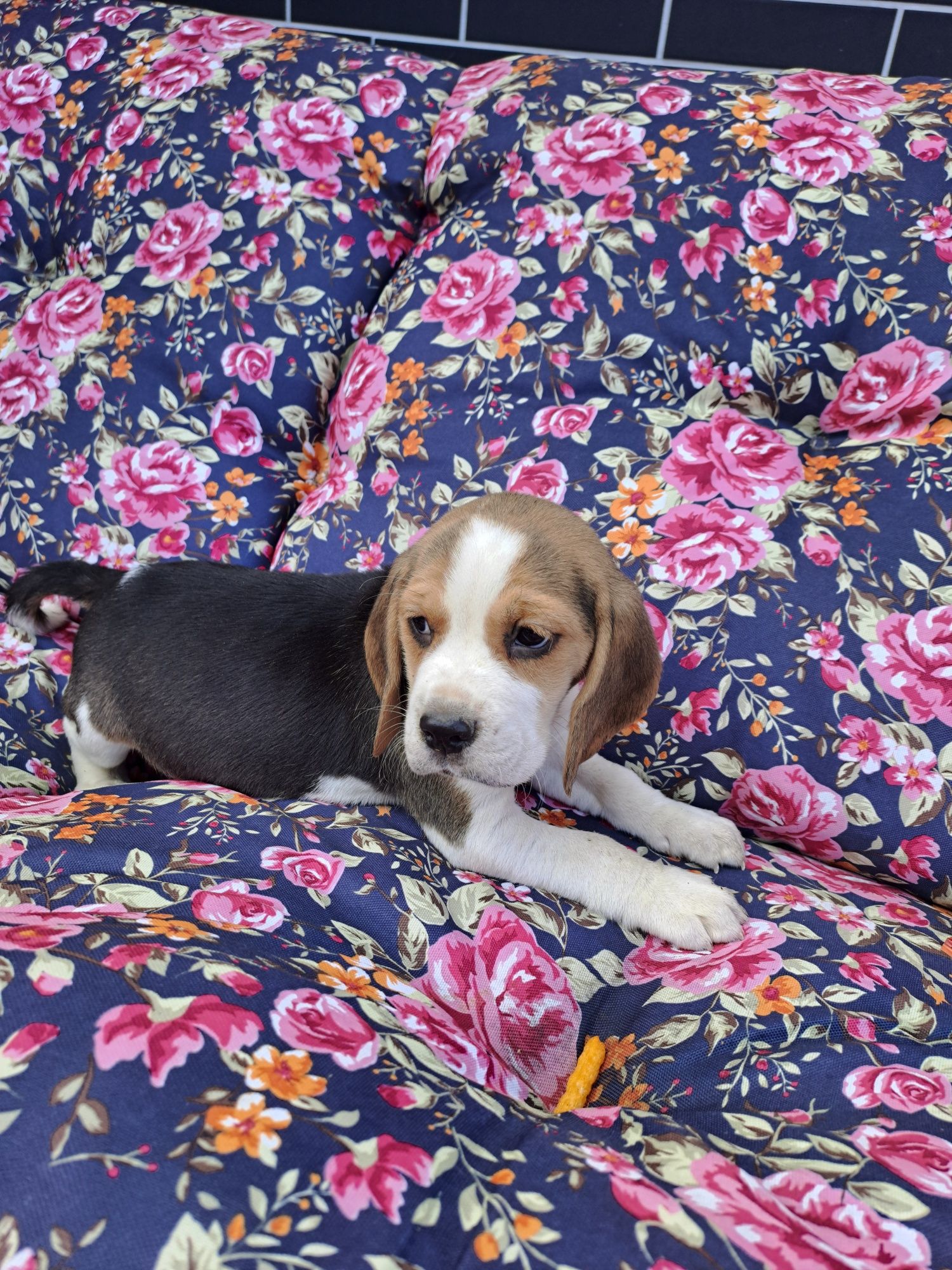 Beagle tricolor sunia