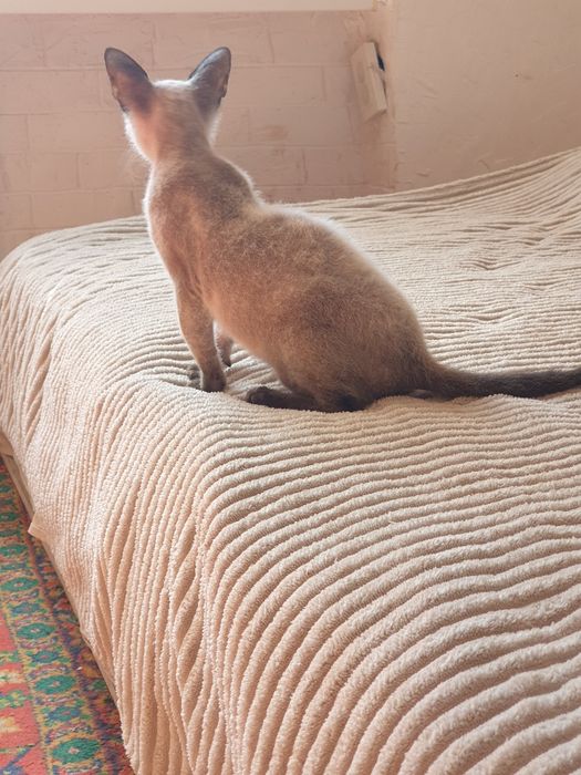 Канадський сфінкс велюрова дівчинка