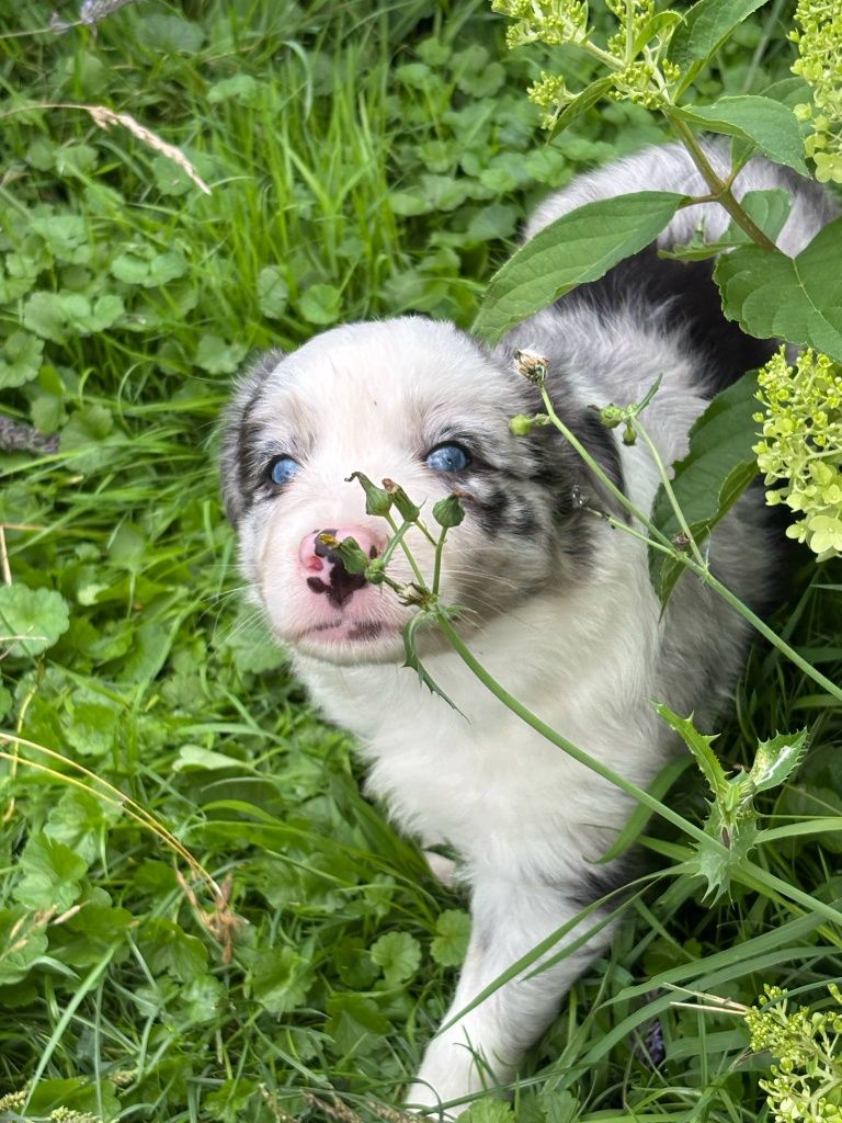 Border Collie - piesek blue merle