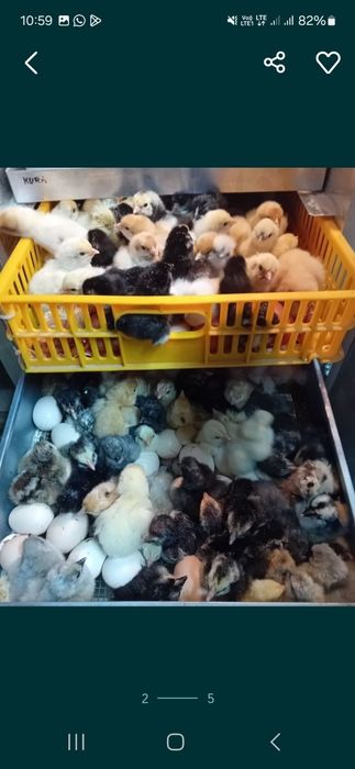 Pisklęta marans, araucana, vorwerk, lakenfelder, silka, wayendotte,