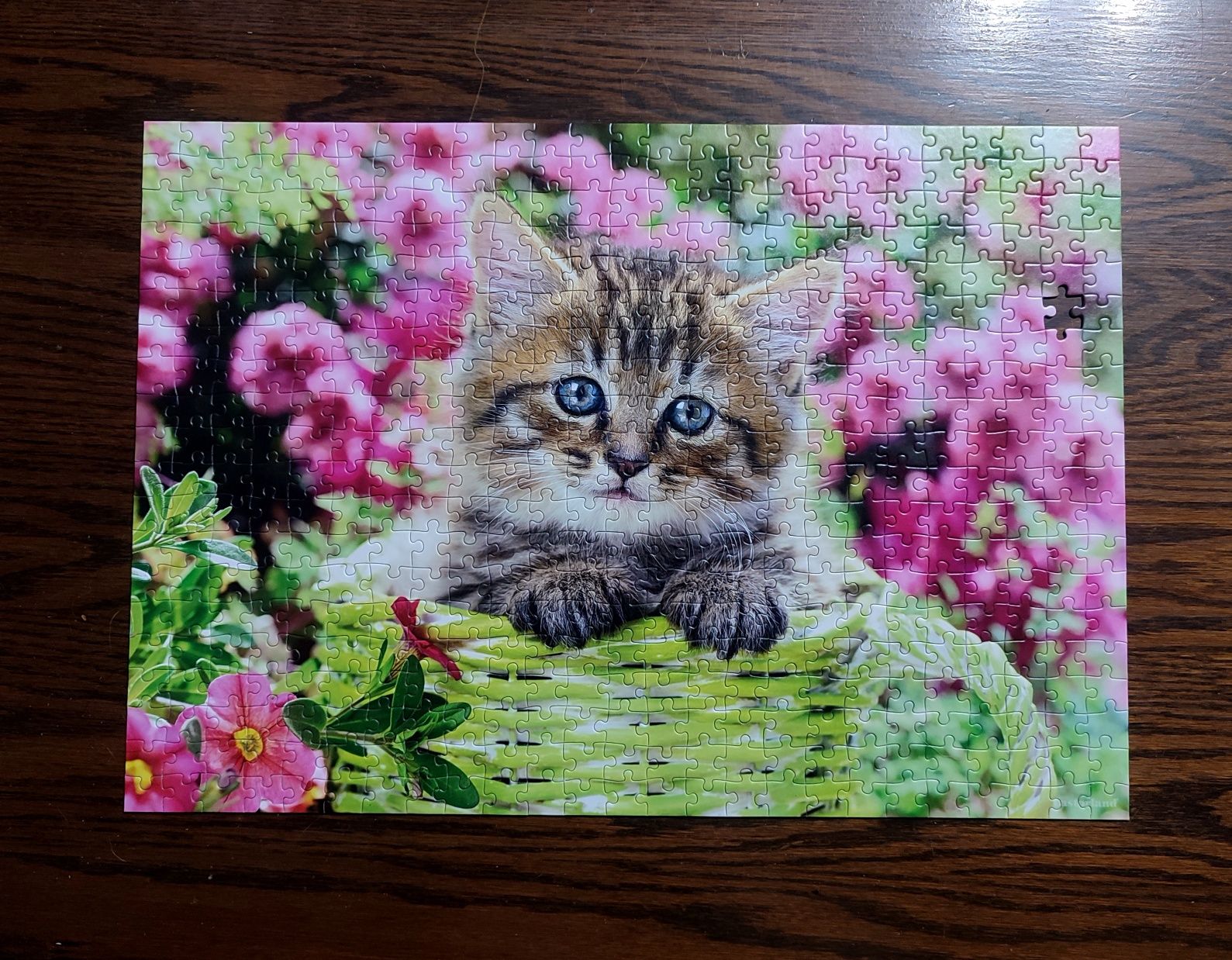 Puzzle Castorland 500 el. Kitten in flower garden Kotek B-52974 (-1)