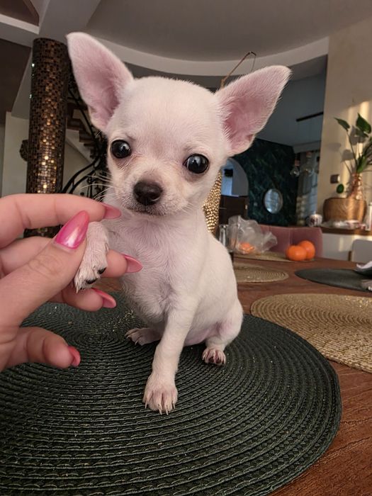 Chihuahua krotkowlosy chlopak