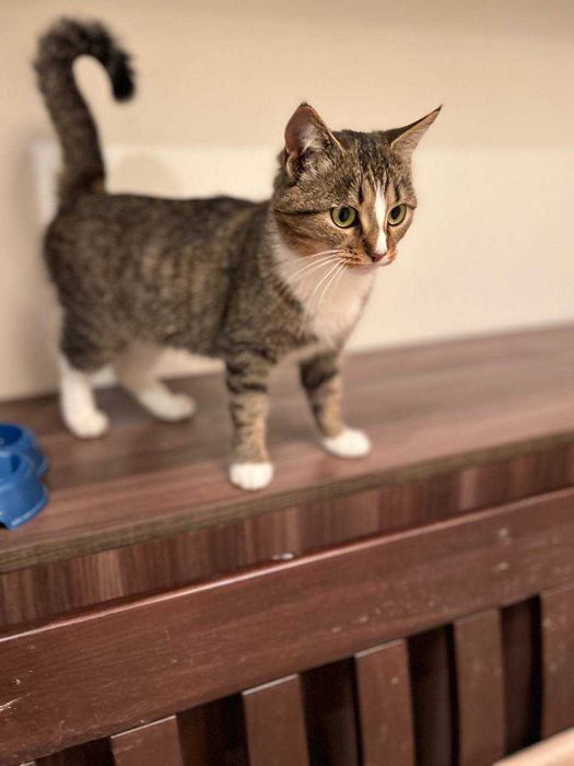 ніжна ,молоденька кицюня ,ще кошеня ,лагідна і акуратна