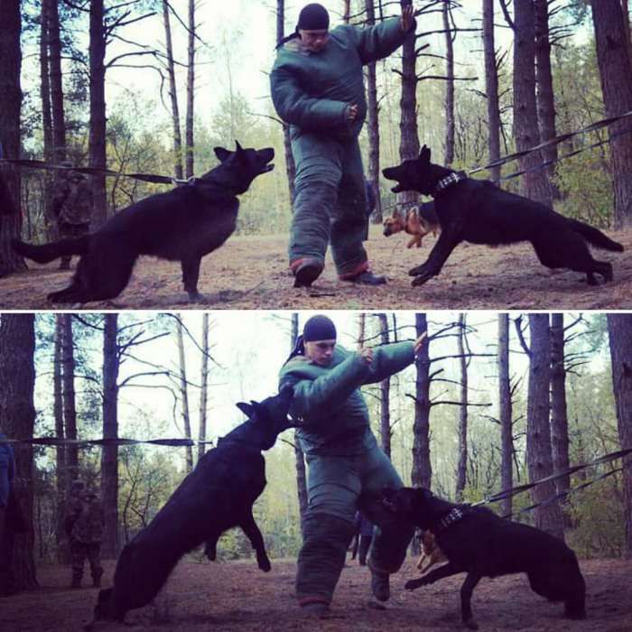 ШОС "Арес-Абрай" (Дресирування собак, без вікових та породних обмежень