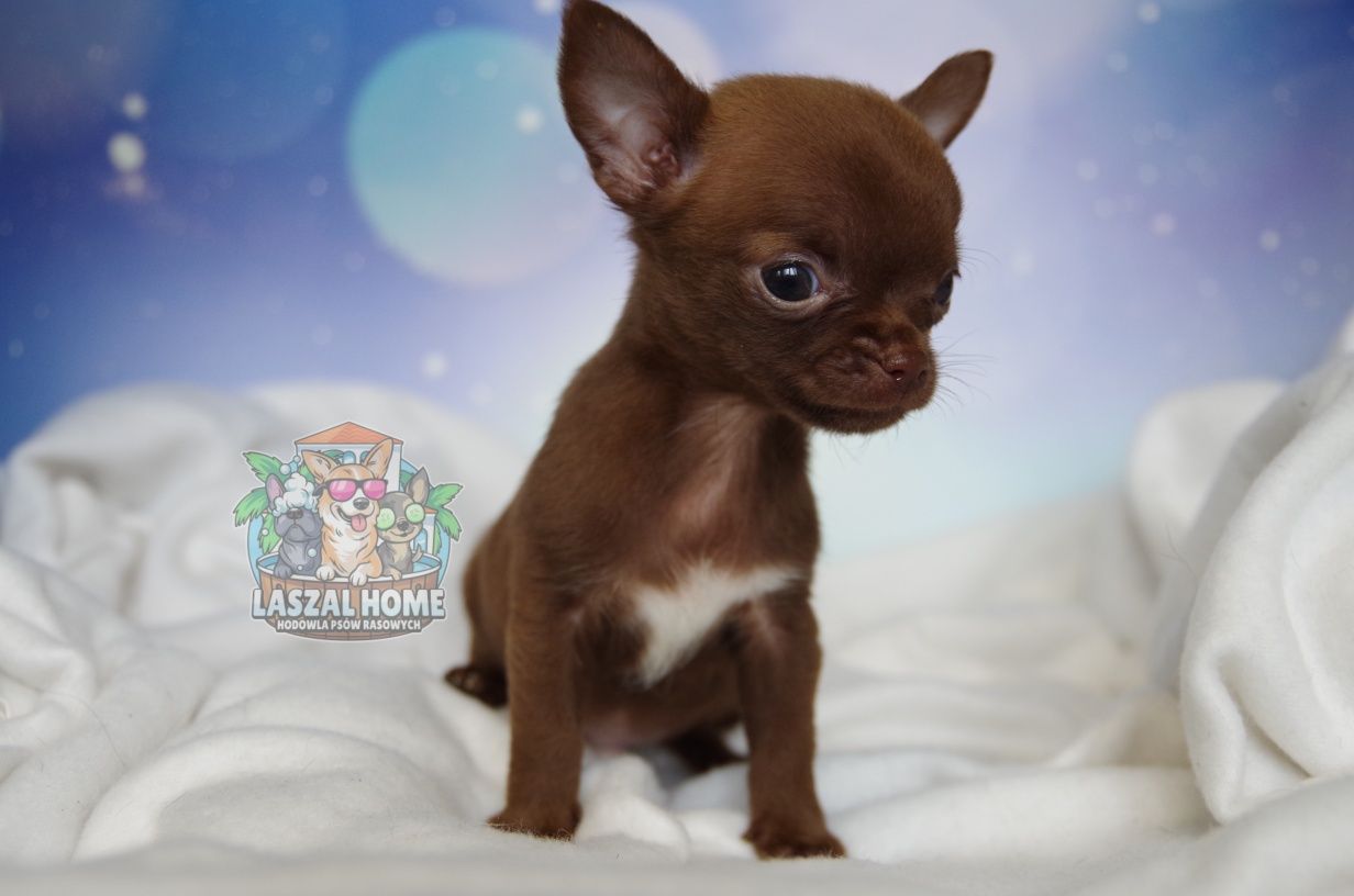 Chihuahua Chłopczyk czekoladowy Piesek xs mini  **VelarisAzriel**
