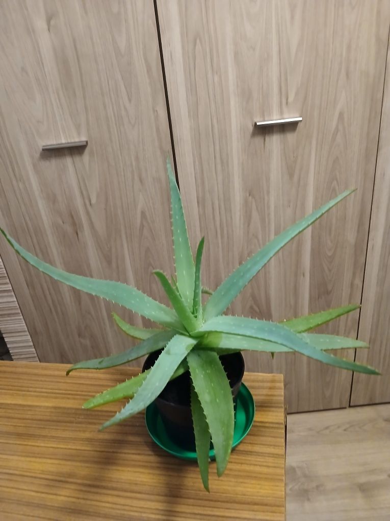 Roślina aloe vera