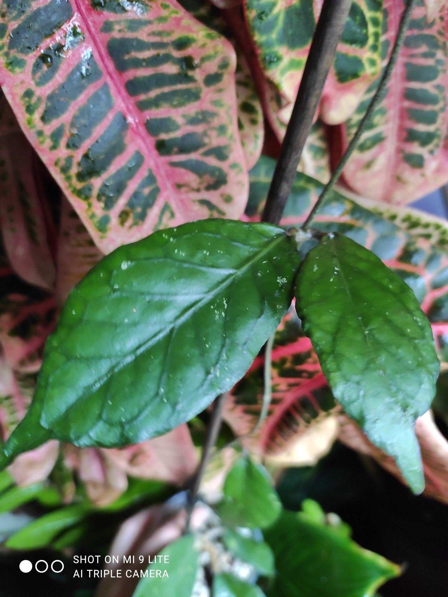 Hoya sp.sumatra 04
