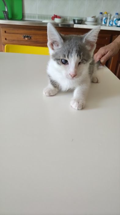 Gatinho cinza e branco com esterilização gratuita para adoção