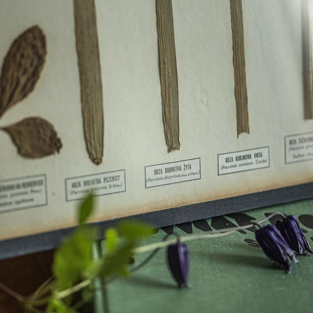 Stara szkolna botaniczna gablotka lata70te