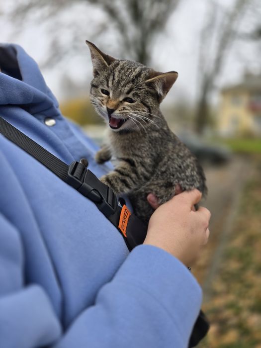 Кошеня в добрі ручки!