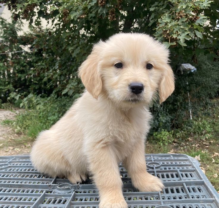Golden Retriewer