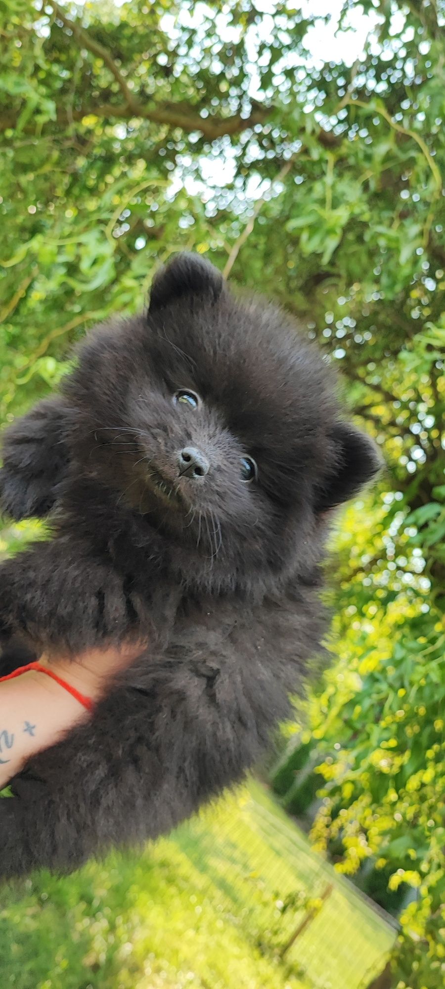 Szpic miniaturowy pomeranian