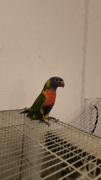 Loris Molucano fêmea 2025