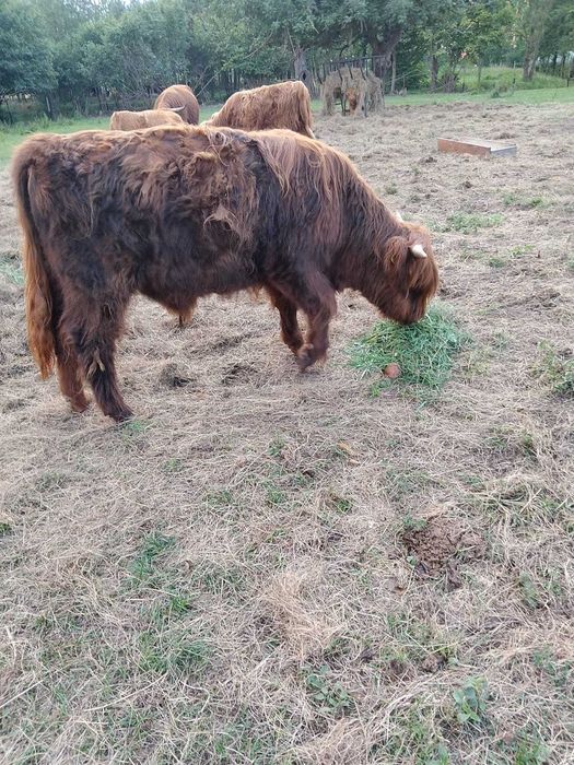 Byczek rasy szkockiej