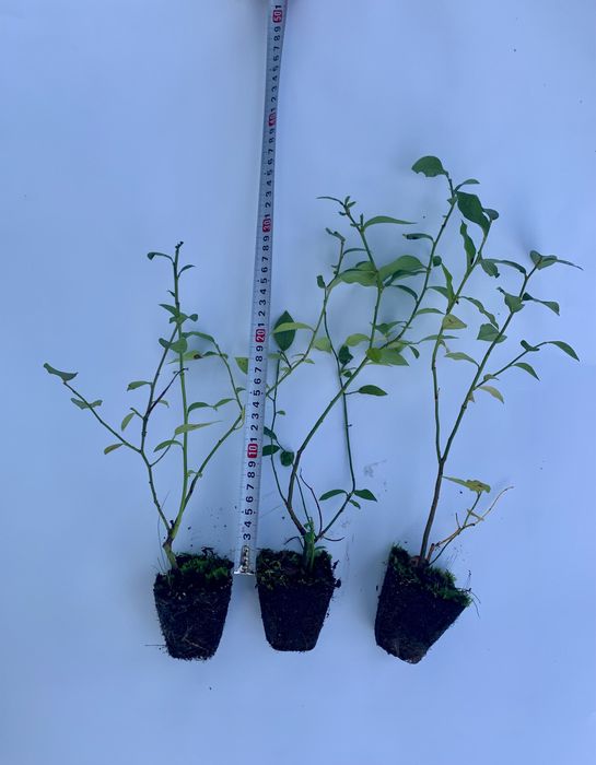 Лохина 1-річка в касетах по 40 шт (голубика, чорниця)