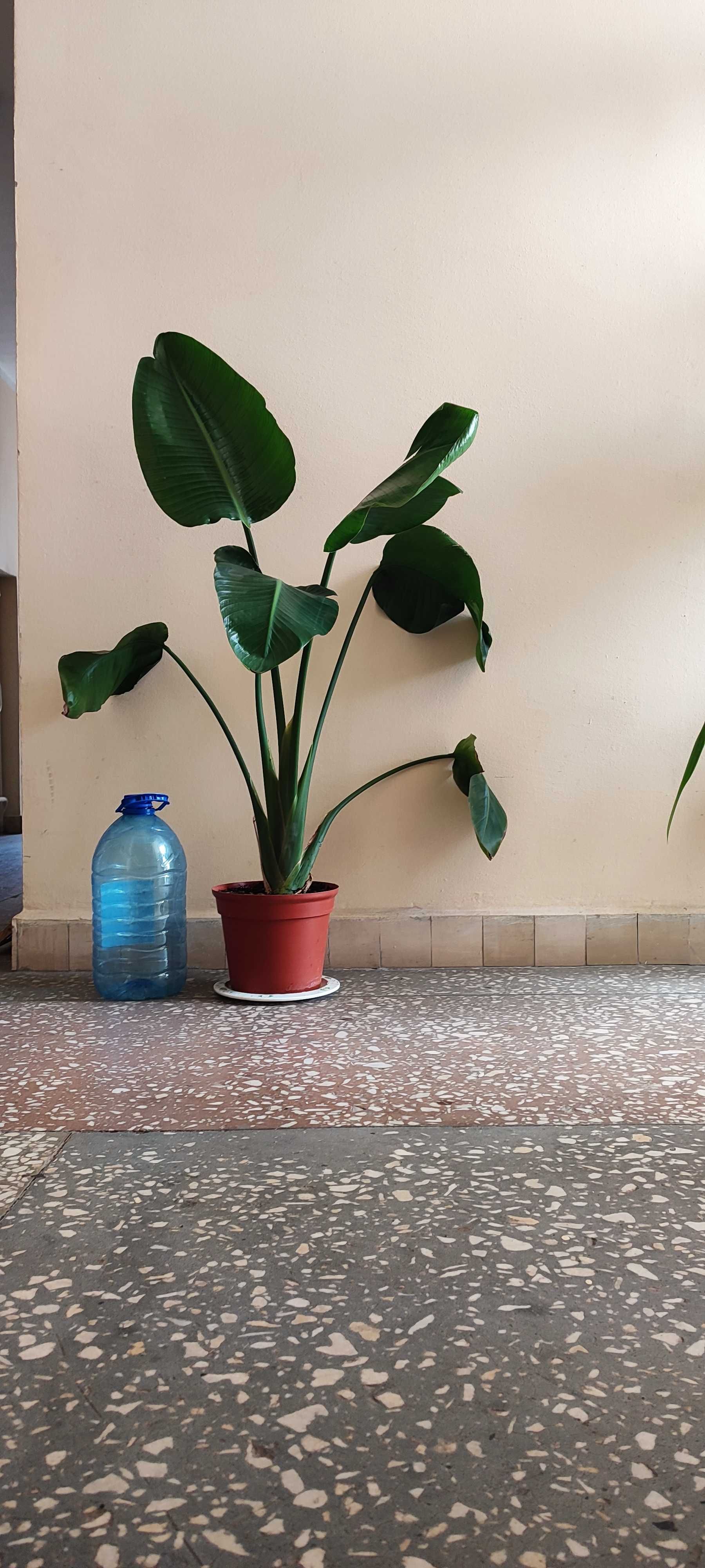 Крупномерное комнатное растение как Стрелиция, большой вазон