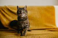 Halka ok 2,5 r.wspaniała, miziasta koteczka prosi o dom MORN