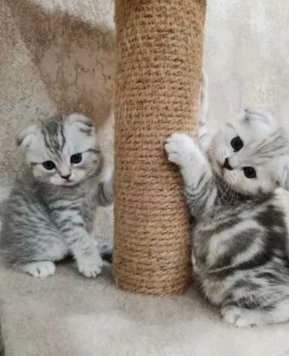 Самые лучшие и очаровательные котята! Есть документы!