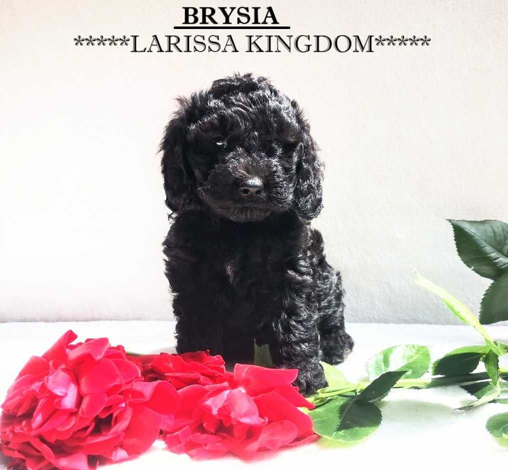 Wyjątkowa Suczka COCKAPOO - ojciec PUDELEK TOY