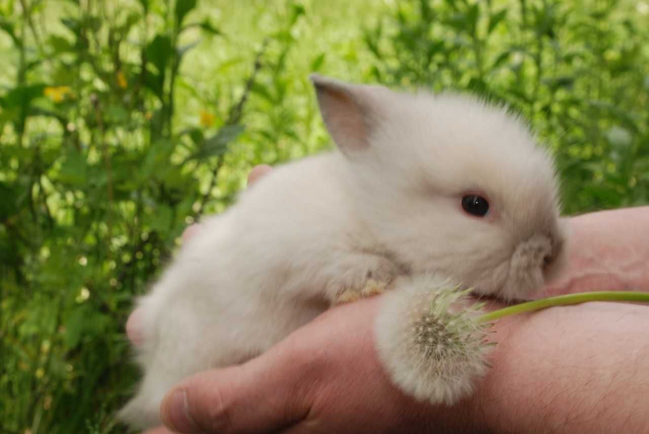 Сиамские и белые карликовые кролики. Нидерландский кролик