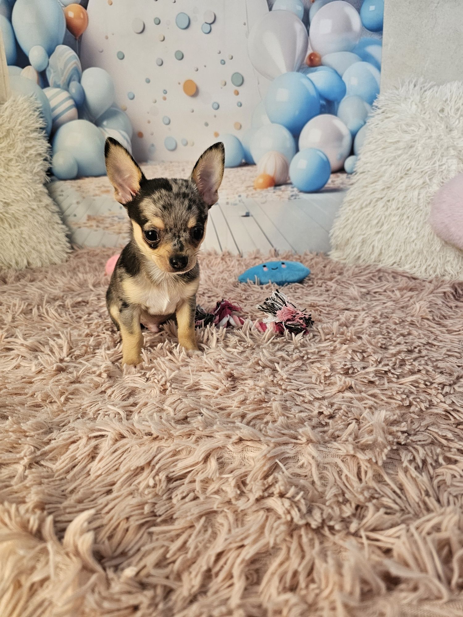 Merle chihuahua piesek