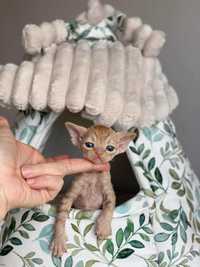 Baloo Calvados*PL,   Devon Rex idealny dla dzieci