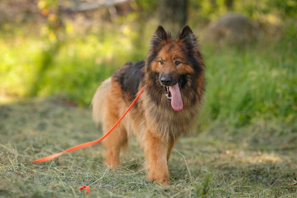 Rocky , około 5 letni owczarek do adopcji z fundacji
