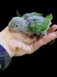 Venho ring neck bebes verdes
