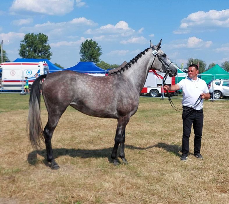 Klacz małopolska, czempionka