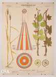 Poster Didáctico de Botanica "Vaxternas Liv"