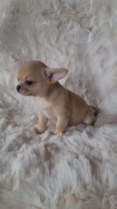 Chihuahua sunia beżowa merle