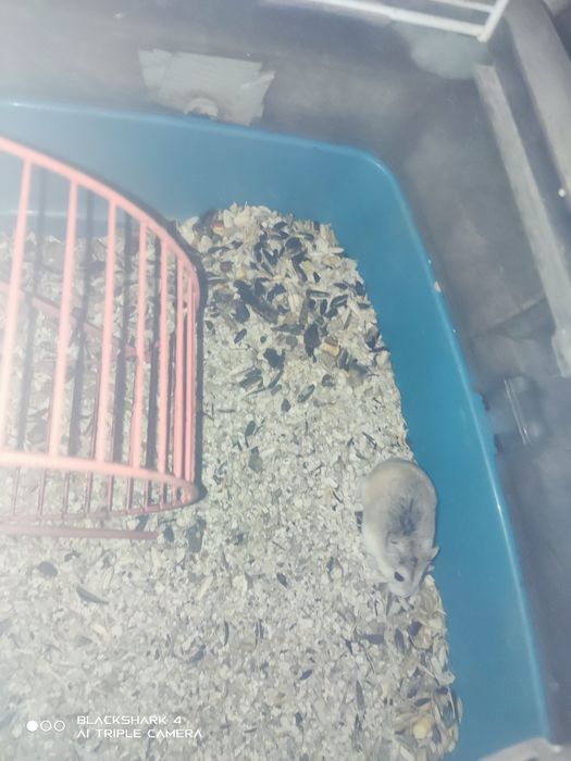 Hamster anão russo