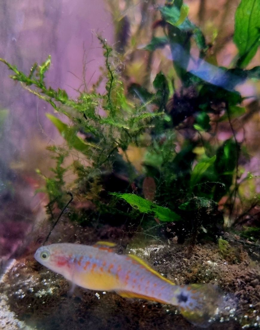 Głowaczyk barwny (tateurndina ocelliacuda)
