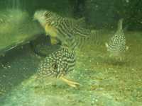 Kirys sterby Corydoras Sterba