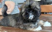 Suczka rasy shih tzu gotowa na nowy domek