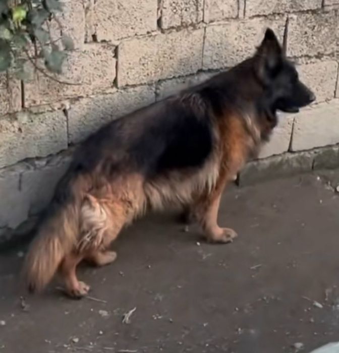 Цуценята німецької вівчарки