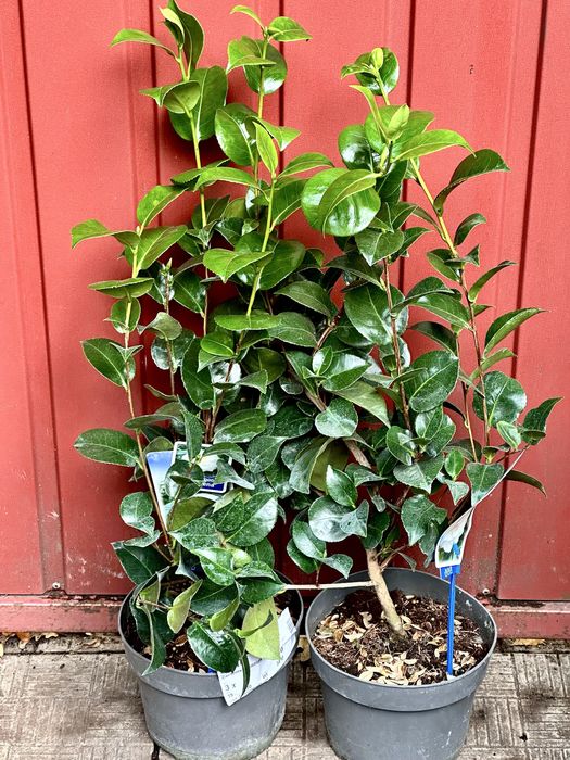 Камеліі в асортименті. Доставка по Україні.