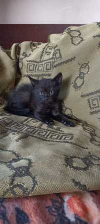 Отдам черного котёнка, мальчик, 1 месяц