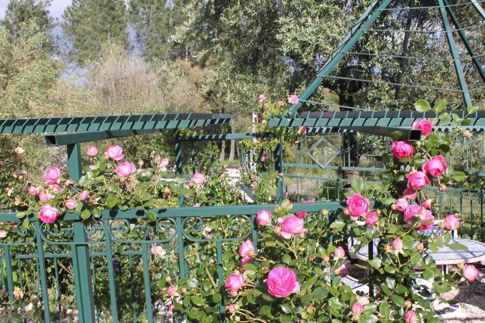 rosas perfumadas de raiz nua, variedades francesas e inglesas