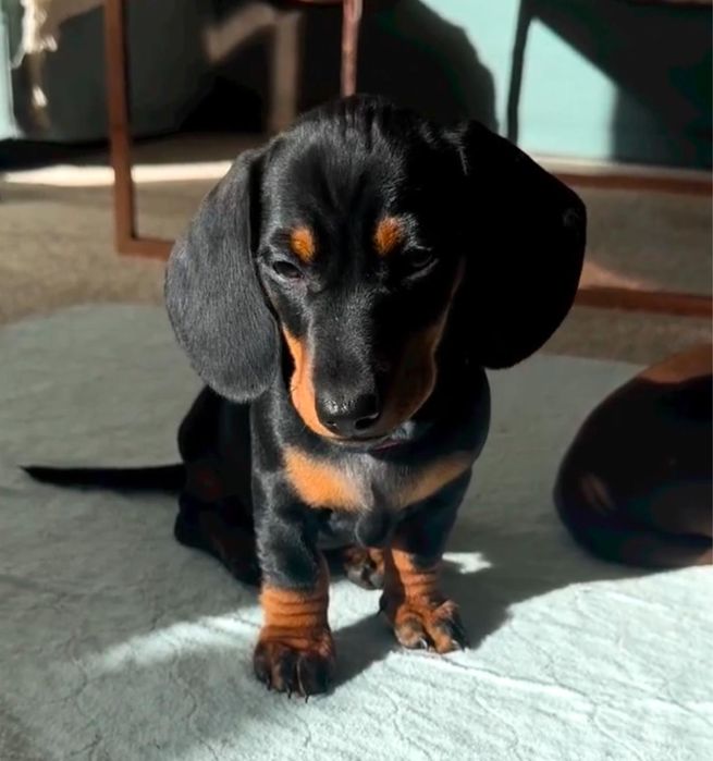 Teckel Femea miniatura !!