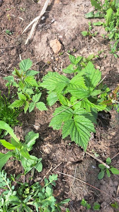 Sadzonki malin z mojego ogrodu