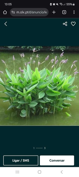 Plantas aquário e lago Thalia Dealbata e alfaces de água