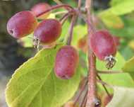 Malus fusca jabłoń brązowa egzotyczna