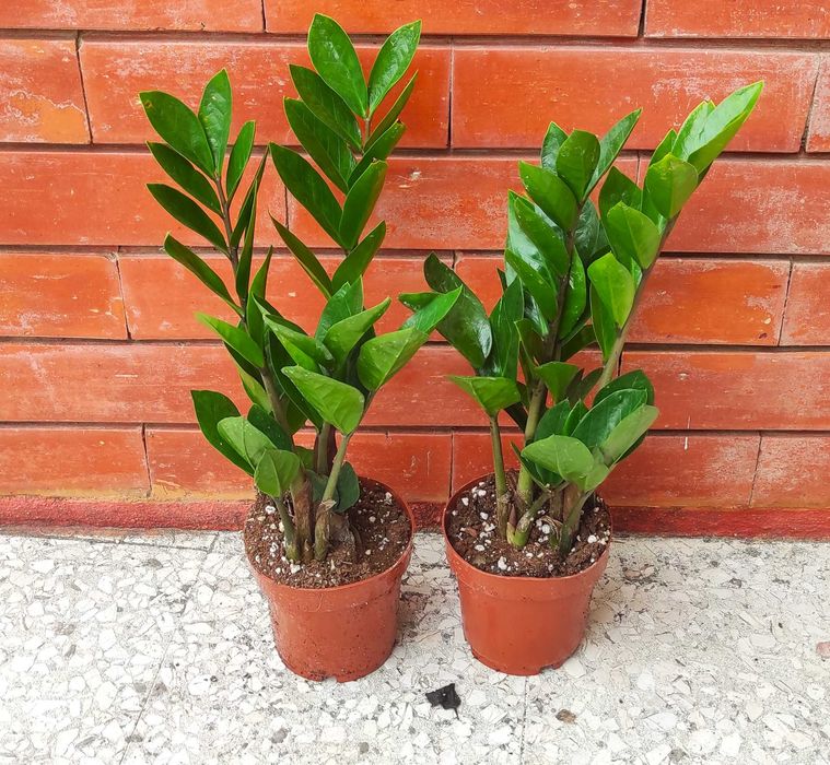 Zamioculca - planta em vaso