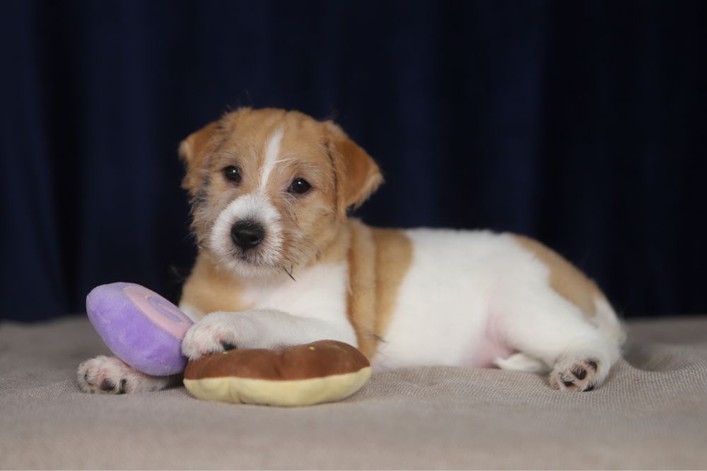 Piesek Jack Russell terrier ZKWP/FCI szorstkowlosy